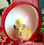 What to look for in a hamster wheel